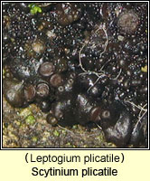 Leptogium plicatile