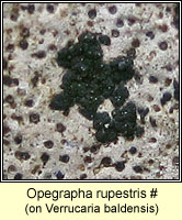 Opegrapha rupestris