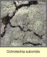 Ochrolechia subviridis