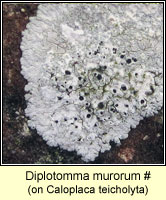 Diplotomma murorum