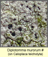 Diplotomma murorum