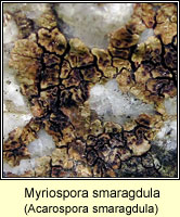 Myriospora smaragdula