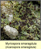 Myriospora smaragdula