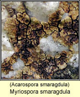 Myriospora smaragdula