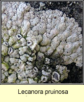 Lecanora pruinosa