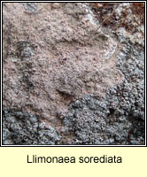 Llimonaea sorediata