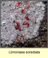 Llimonaea sorediata