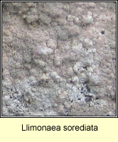 Llimonaea sorediata