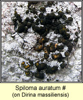 Spiloma auratum