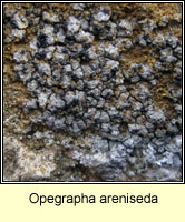 Opegrapha areniseda