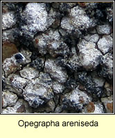 Opegrapha areniseda