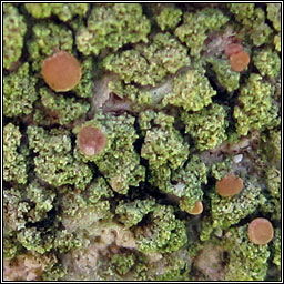 Bacidia rubella