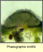 Phaeographis smithii