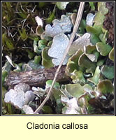 Cladonia callosa