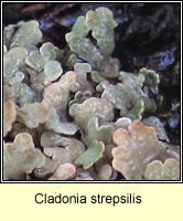 Cladonia strepsilis