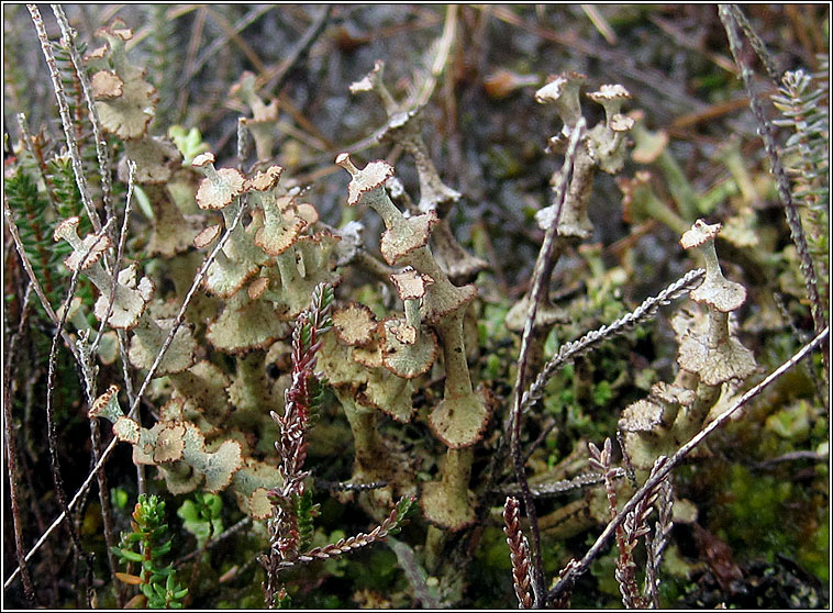 Cladonia verticillata