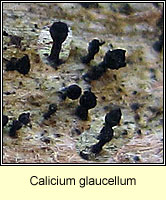 Calicium glaucellum