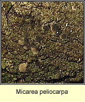 Micarea peliocarpa