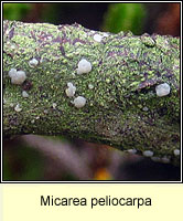 Micarea peliocarpa