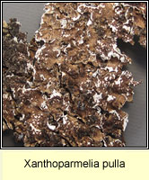 Xanthoparmelia pulla