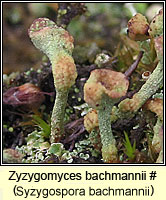 Syzygospora bachmannii