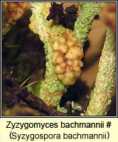 Syzygospora bachmannii