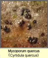 Cyrtidula quercus