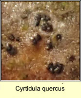 Cyrtidula quercus