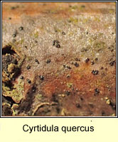 Mycoporum quercus (Cyrtidula quercus)