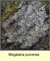 Megalaria pulverea