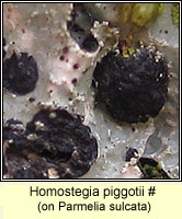 Homostegia piggotii