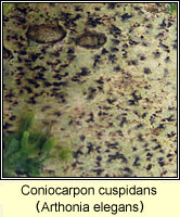 Coniocarpon cuspidans (Arthonia elegans)