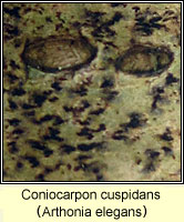 Coniocarpon cuspidans (Arthonia elegans)