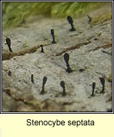 Stenocybe septata