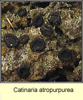 Catinaria atropurpurea