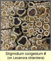 Stigmidium congestum