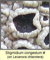 Stigmidium congestum