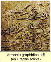 Arthonia graphidicola