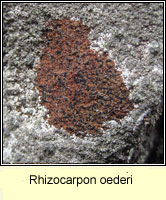 Rhizocarpon oederi