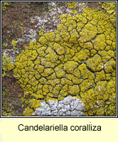 Candelariella coralliza