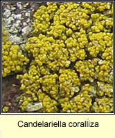 Candelariella coralliza