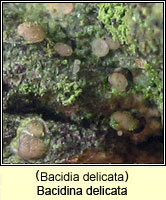 Bacidia delicata