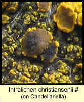 Intralichen christiansenii