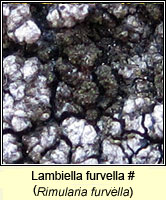 Rimularia furvella