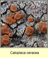 Caloplaca ceracea