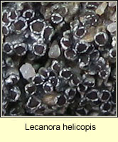 Lecanora helicopis