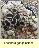 Lecanora gangaleoides