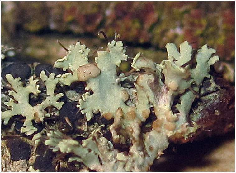 Syzygospora physciacearum