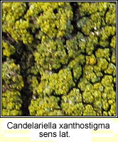 Candelariella xanthostigma