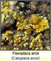 Flavoplaca arcis (Caloplaca arcis)